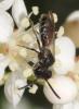 Andrena sp.